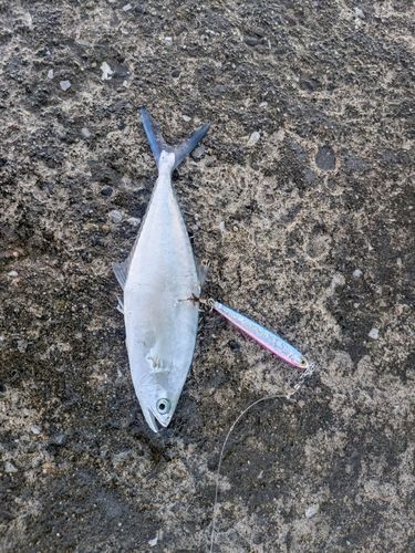 イケカツオの釣果