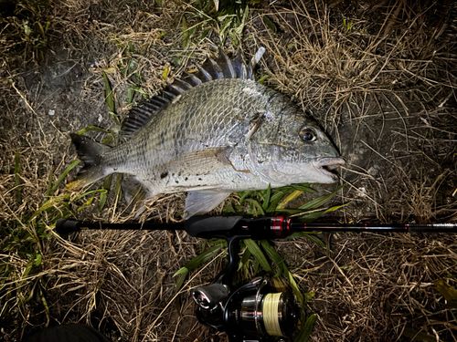 チヌの釣果