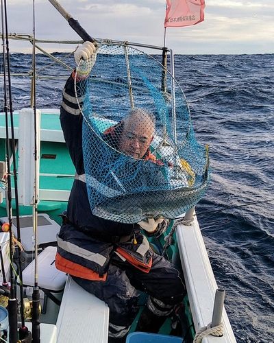 ブリの釣果