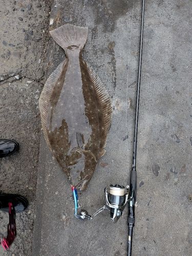 ヒラメの釣果