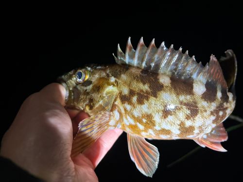 カサゴの釣果