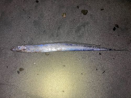 タチウオの釣果