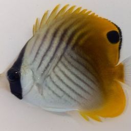 チョウチョウウオ