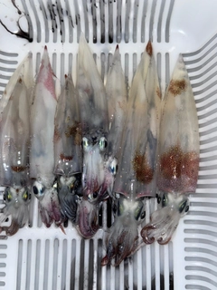 ヤリイカの釣果