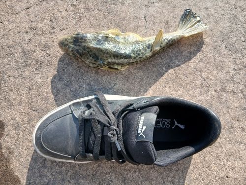 ショウサイフグの釣果