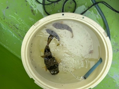 ヒガンフグの釣果