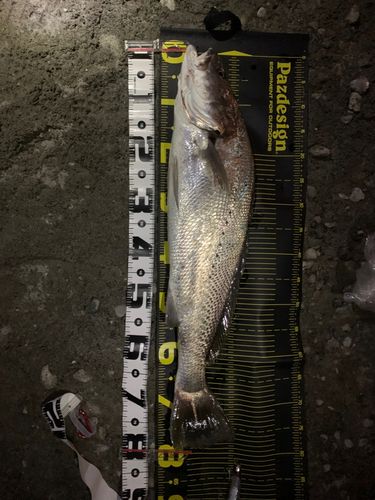 オオニベの釣果