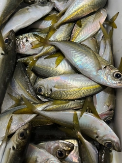 マアジの釣果