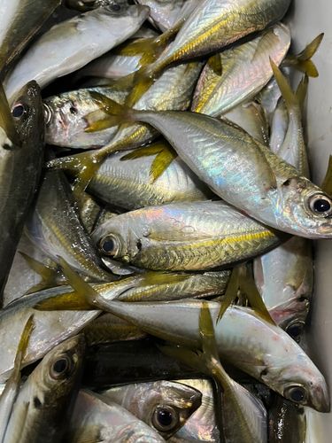 マアジの釣果