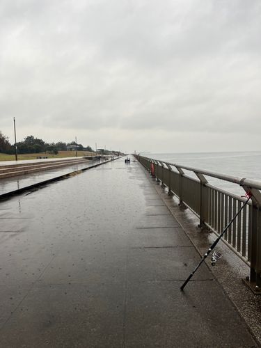 コノシロの釣果