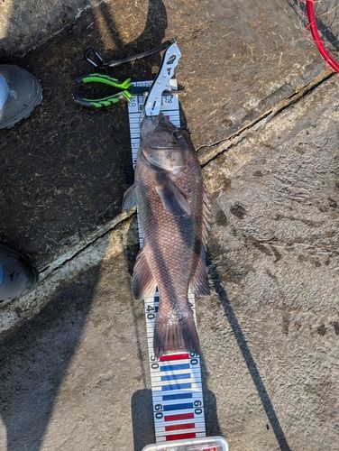 コブダイの釣果