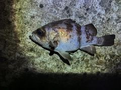 シロメバルの釣果