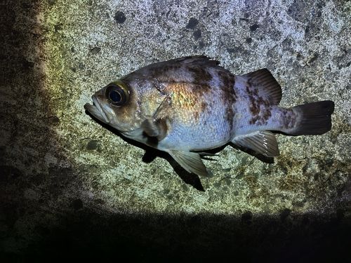 シロメバルの釣果