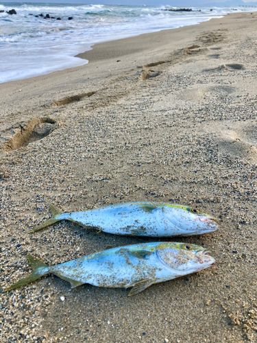 ハマチの釣果