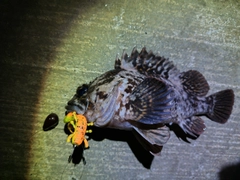 オウゴンムラソイの釣果