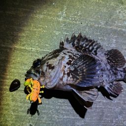 オウゴンムラソイ