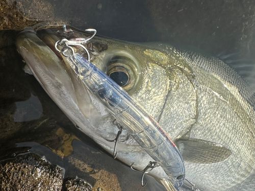 ヒラスズキの釣果