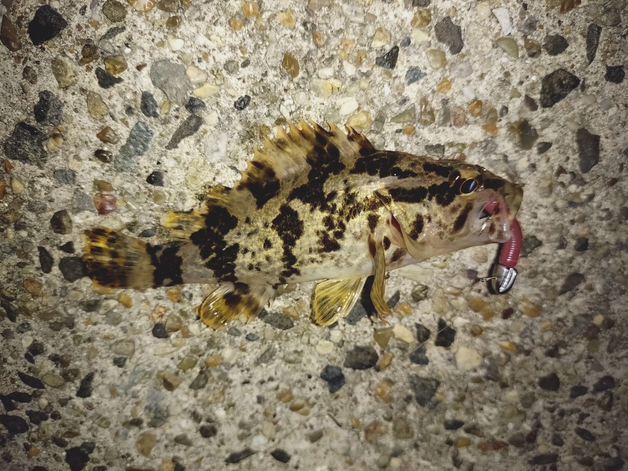 タケノコメバル