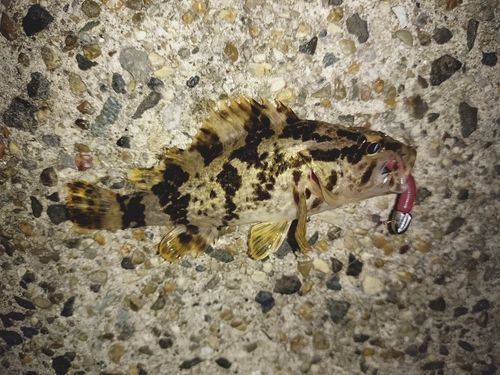 タケノコメバルの釣果