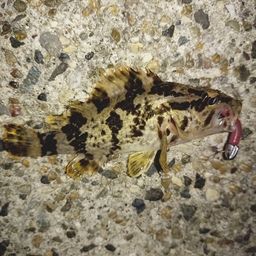 タケノコメバル