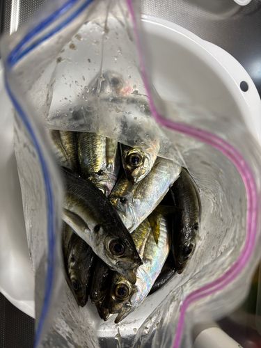 マアジの釣果