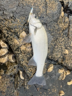 ヒラスズキの釣果