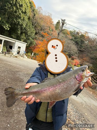 ニジマスの釣果