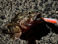 アラカブの釣果