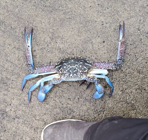 タイワンガザミの釣果