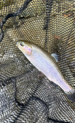 ニジマスの釣果