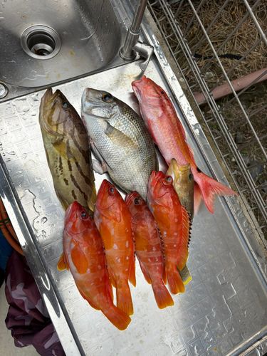 メイチダイの釣果