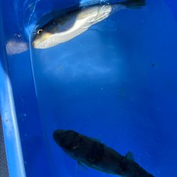 ショウサイフグ