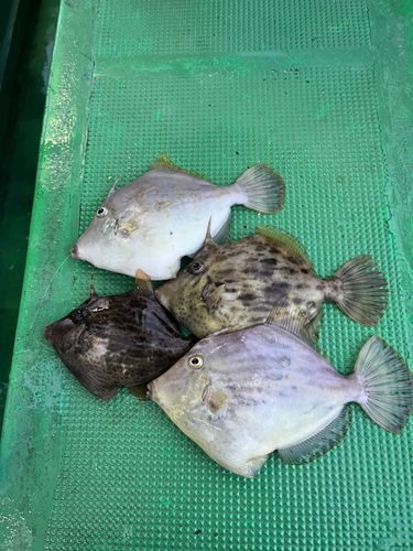 カワハギの釣果