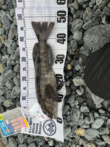 アイナメの釣果