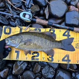 スモールマウスバス