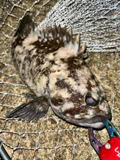 ムラソイの釣果