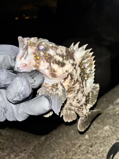 オウゴンムラソイの釣果