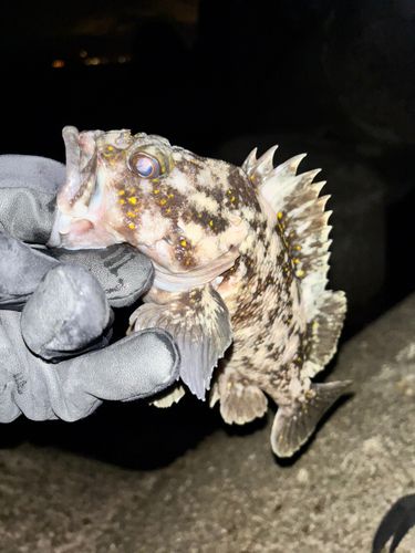 オウゴンムラソイの釣果