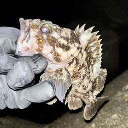 オウゴンムラソイ