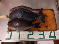 クチブトグレの釣果