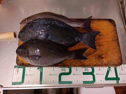 クチブトグレの釣果