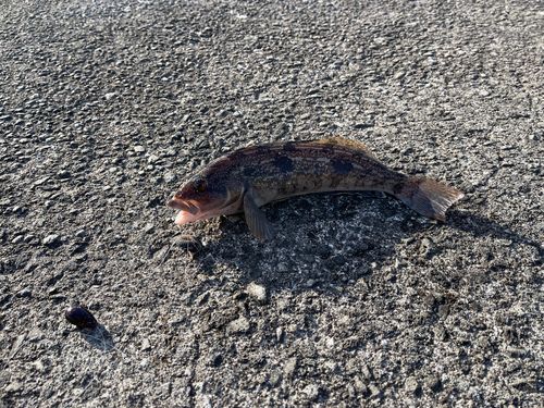 アイナメの釣果