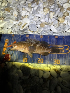 キジハタの釣果