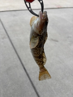 アイナメの釣果