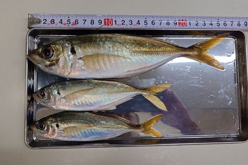 大黒海づり施設