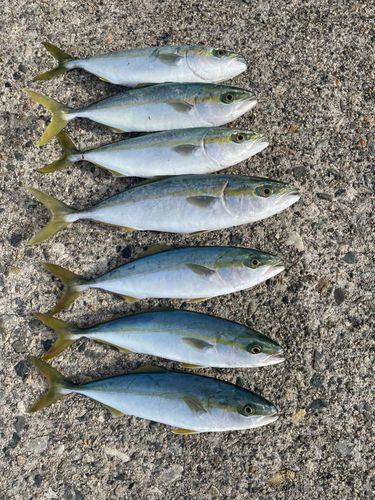 ツバイソの釣果