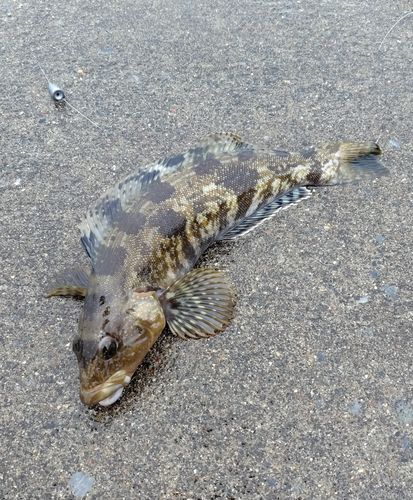 アイナメの釣果