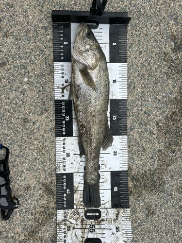 ハクラ（ヒラスズキ）の釣果