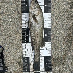 ハクラ（ヒラスズキ）