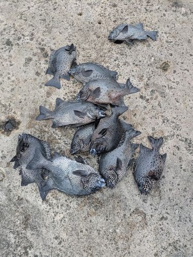 イシガキダイの釣果